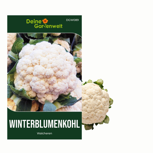 Winterblumenkohl walcheren - winterblumenkohl,