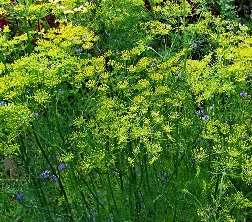 Dill samen mammut größte - mammut,,