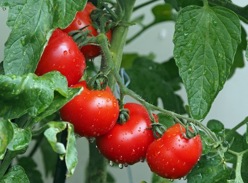 Samen tomate matina - 50,