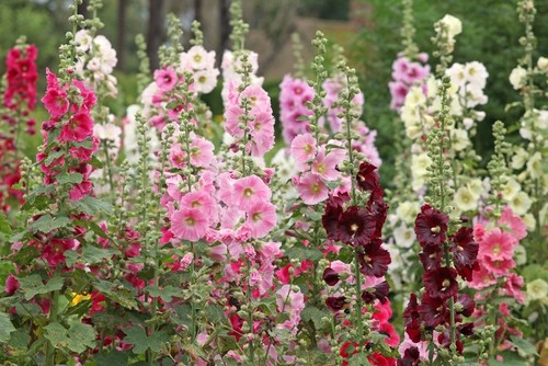 Gemeine stockrose bunter - stockrose, „bunter