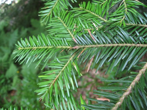 Weiß tanne abies alba - tanne, -abies