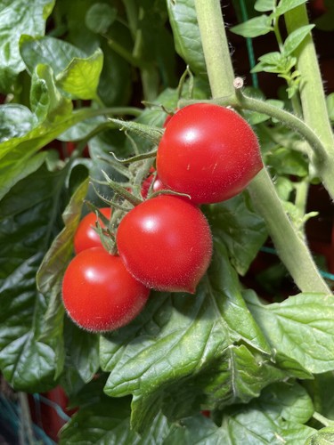 Ruthje rote herztomate - rote,