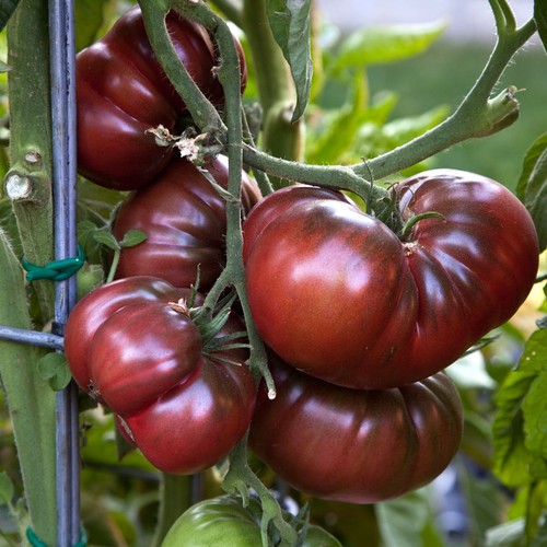 Schwarze tomate black krim - tomate,