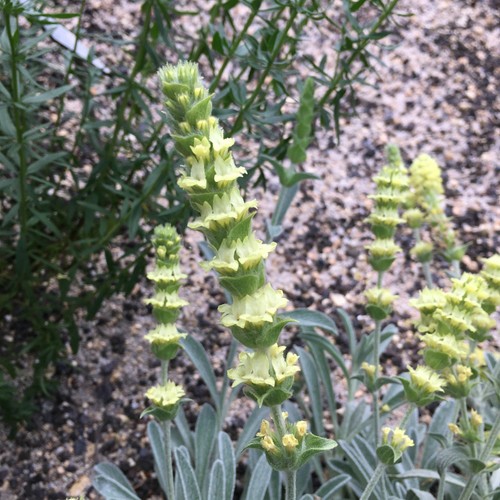 Griechischer bergtee sideritis - bergtee,