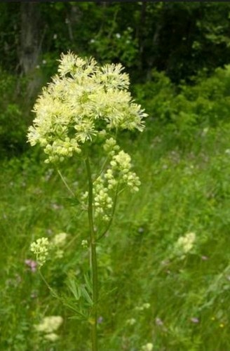 Wiesenraute samen - 60,