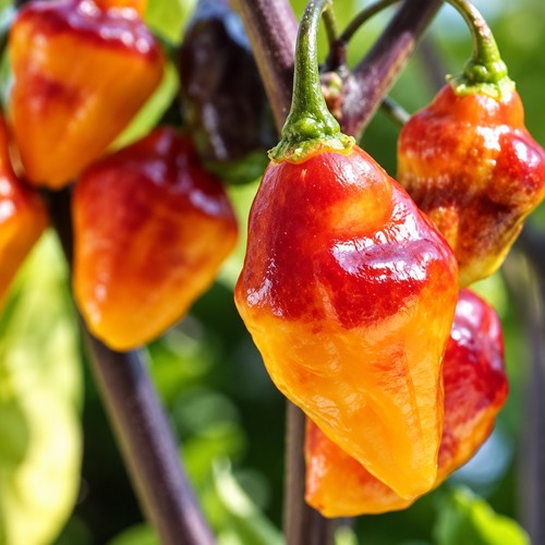 Bolivian bumpy chili samen - bolivian,