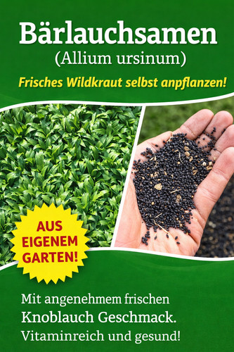 Bärlauch waldknoblauch samen - bärlauch,