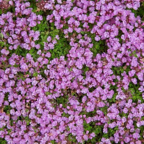 Teppich thymian 400 - teppich-thymian, samen