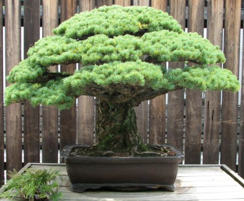 Super bonsai baum samen - baum,