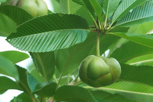 Samen der elefantenapfel eine - elefantenapfel,