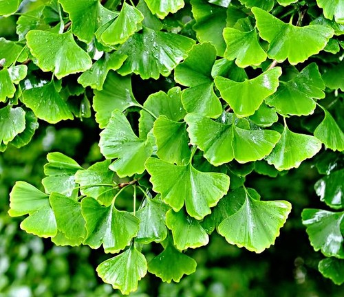 Ginkgo biloba samen - ginkgo,