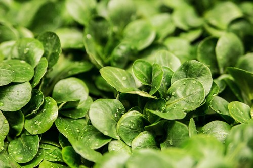 1000 samen feldsalat verte - 1000,