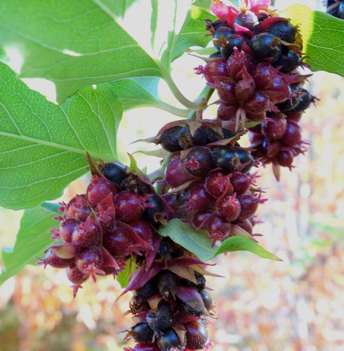 Samen karamell beere garten - samen,