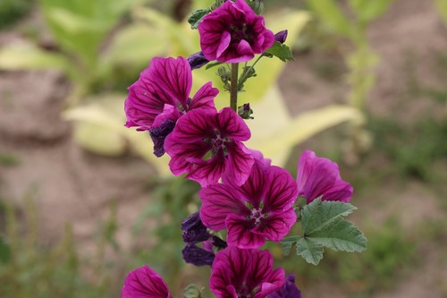 500 samen wilde malve malva - 500,