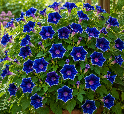 Ipomoea nil blue - 🌱,