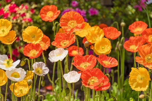 10000 samen islandmohn mix - islandmohn,