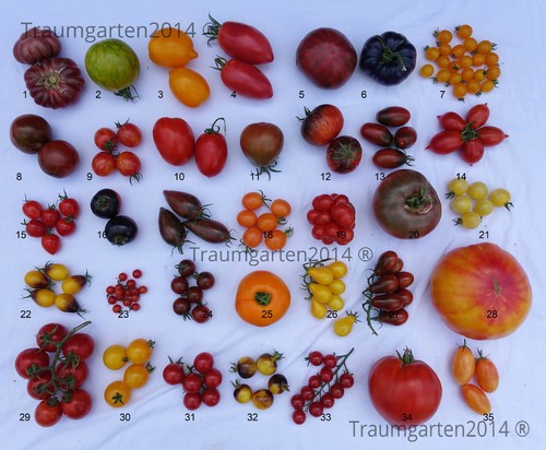 100 tomatensamen saatgut - tomatensamen,