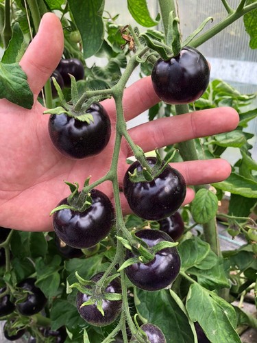 Lila schwarze kirschtomaten - schwarze,