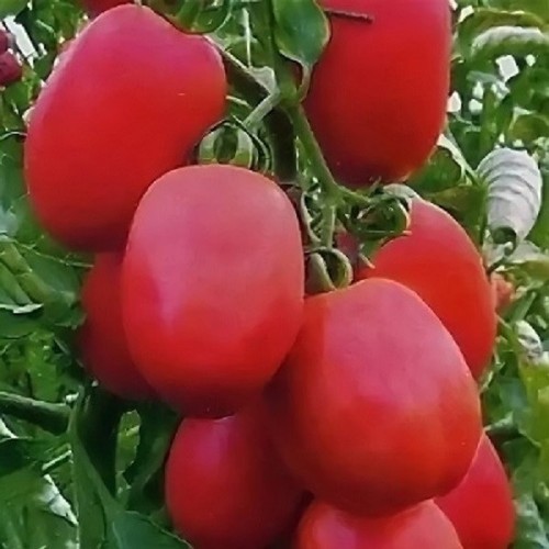Tomatensamen - , samen)