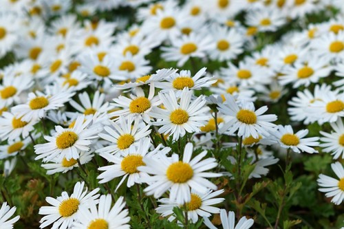 6000 samen wiesen margerite - ,