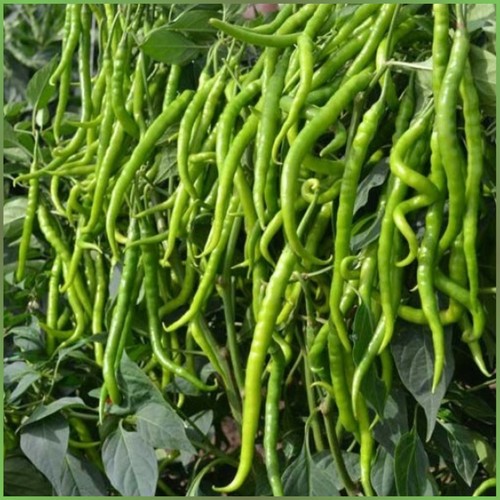 Paprika seyrek tatli kil - paprika, 11