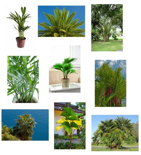 Samen palmen set - set, 9
