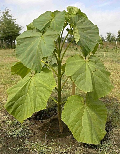 Extra clean paulownia - clean,