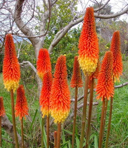 Super blumen samen blüten - super,