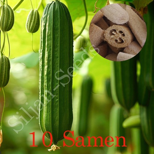 Luffa schwammgurke samen - schwammgurke,