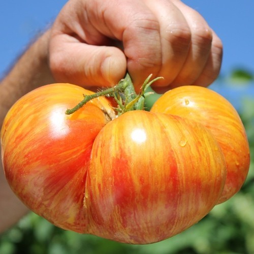Tomatensamen - , samen)