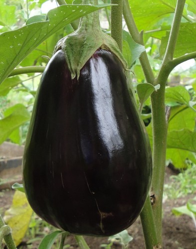 100 samen aubergine black - 100,