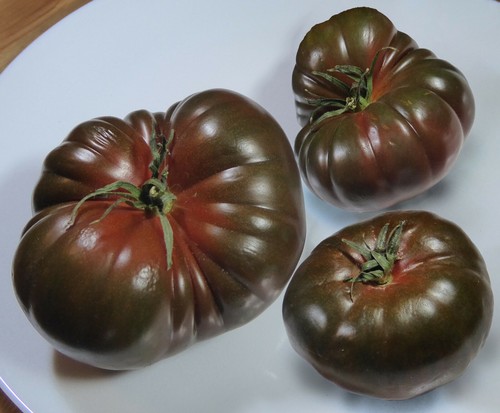Samen tomate black krim - samen,