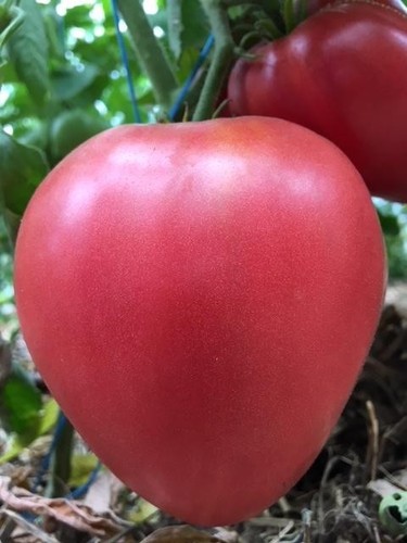 Tomatensamen russische - tomatensamen, (8+);