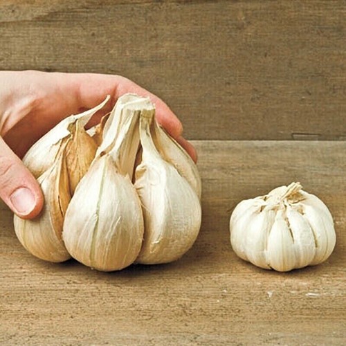 Riesiger knoblauch - riesiger,