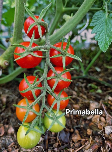 Tomatensamen primabella - tomatensamen, "primabella"