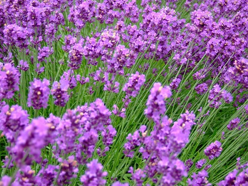 000 samen lavandula - 10.000+,