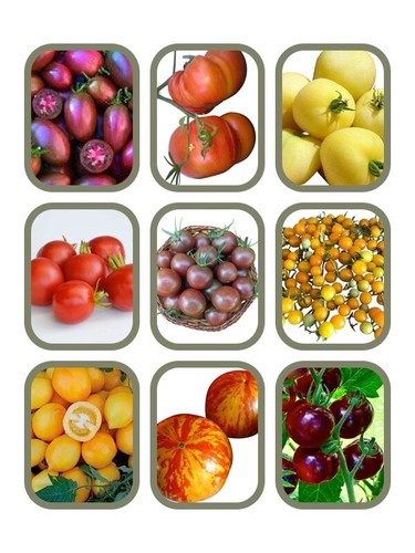 Tomaten samen set 6 - samen,