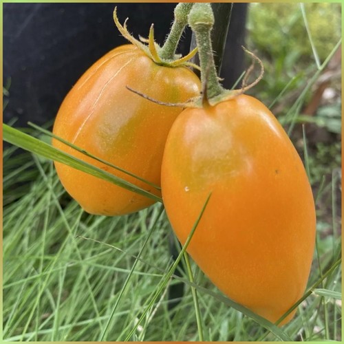 Tomate mango django samen - tomate,