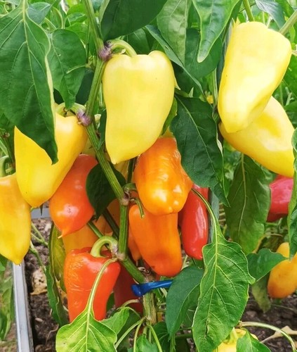Spitzpaprika zlata samen - spitzpaprika,