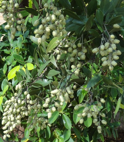 Samen vitaminreiche noni baum - samen, noni-baum