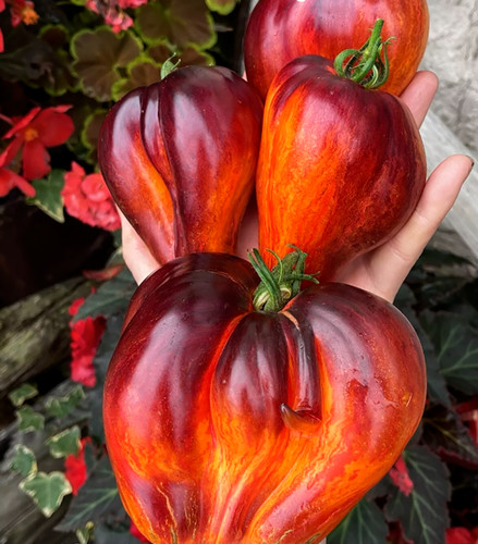 Samen tomate sweet - 5,