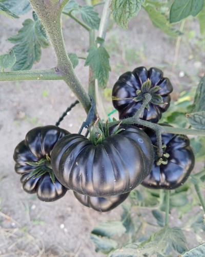Tomatensamen schwarz black - tomatensamen,