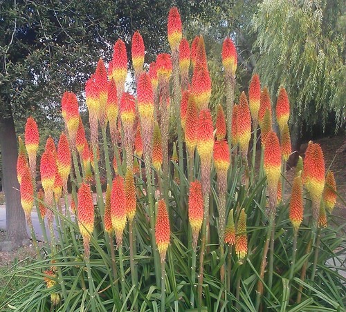 Super blumen samen winterharte - blumen,