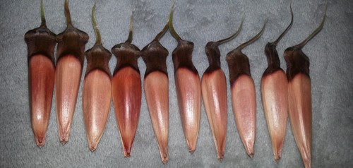 Samen von der araucaria syn - samen,