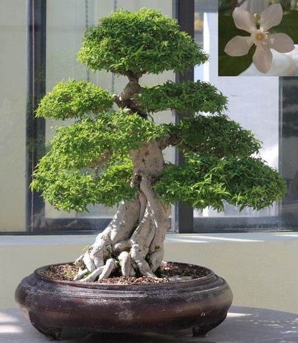 Super samen bonsai - super,