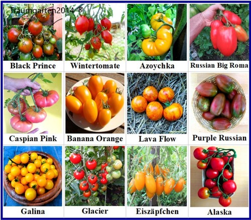 Tomatensamen sortiment 12 - sortiment,