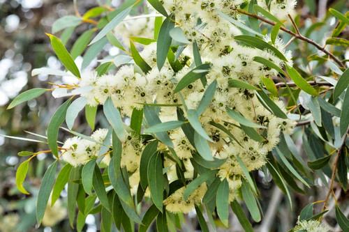 Samen zitronen eukalyptus - eukalyptus,