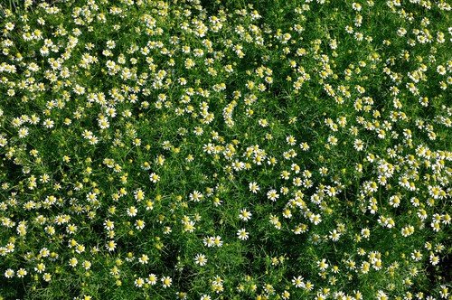 Römische kamille 000 samen - römische, 10.000