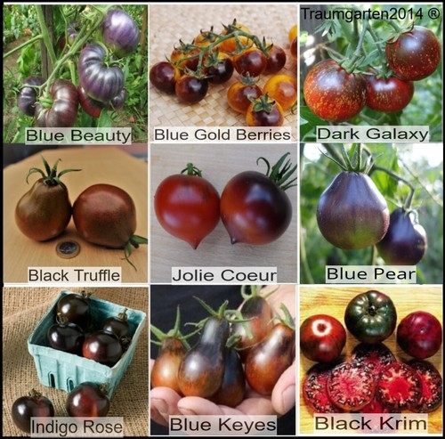 Tomatensamen dunkle schwarze - tomatensamen, dunkle/schwarze