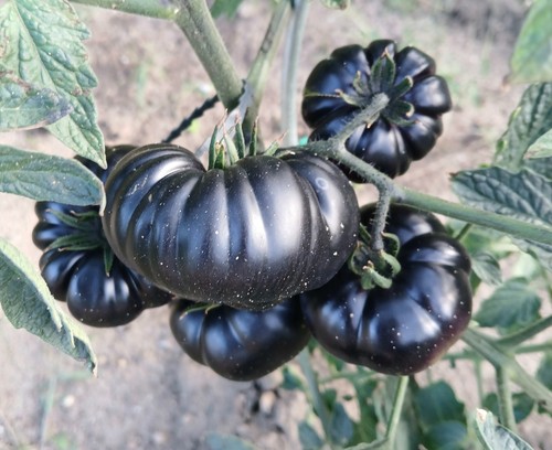 Tomatensamen schwarz black - tomatensamen, "black